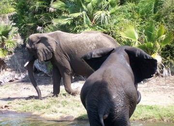 La caza furtiva se cobr 20.000 elefantes en 2013